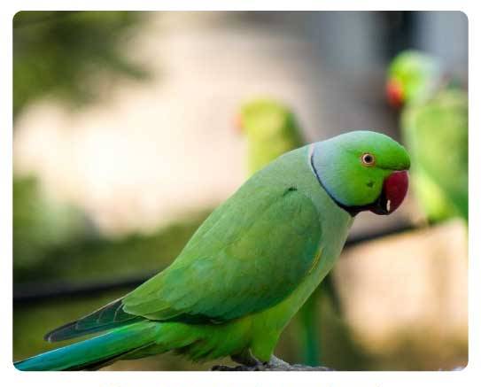  Andhra Pradesh state bird, Ring-necked parakeet, Psittacines krameri